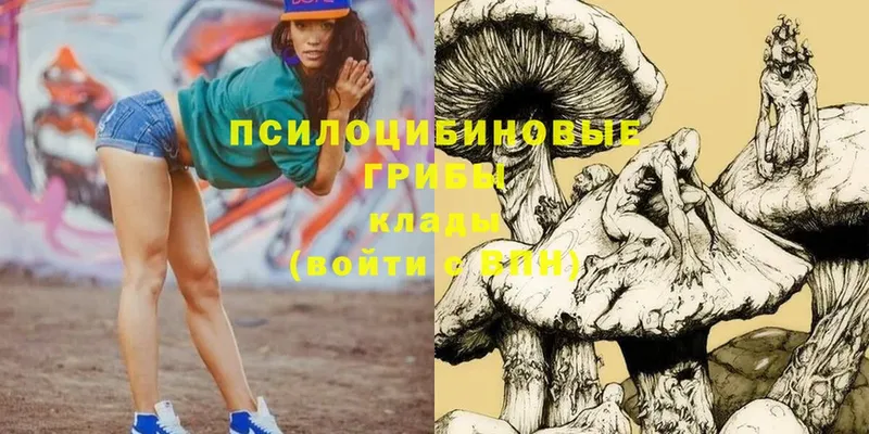 Псилоцибиновые грибы Psilocybe  Покровск 